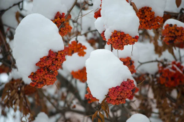 Rowanberry Aralık ayında beyaz kar altında