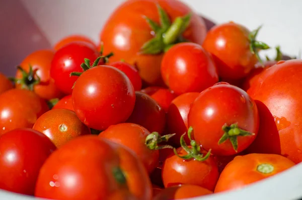 Ripe Organic Tomato Grown Garden — Stock Photo, Image