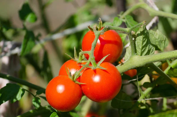 Bahçede yetiştirilen olgun organik domates