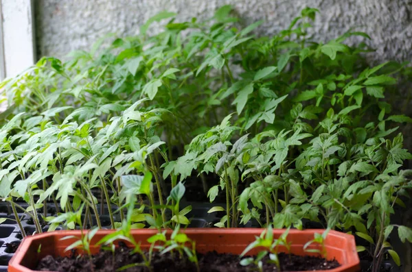 Seedings Tomate Nas Células Espinhais Antes Plantar Chão — Fotografia de Stock