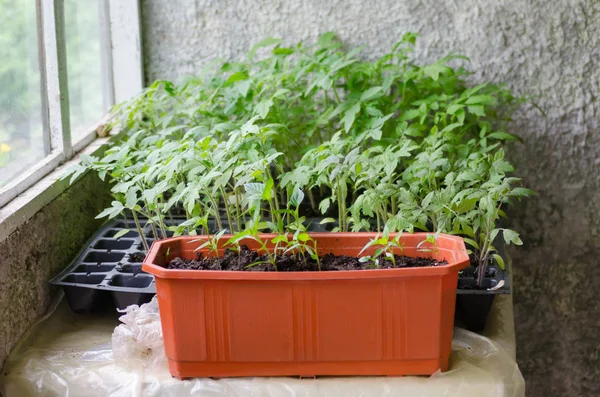 Semis Tomates Dans Les Cellules Spesiales Avant Plantation Dans Sol — Photo