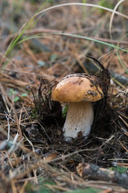 Kendi yerel büyüme ortamında yabani mantar.
