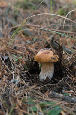 Kendi yerel büyüme ortamında yabani mantar.