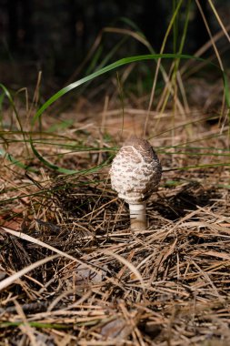 Kendi yerel büyüme ortamında yabani mantar.