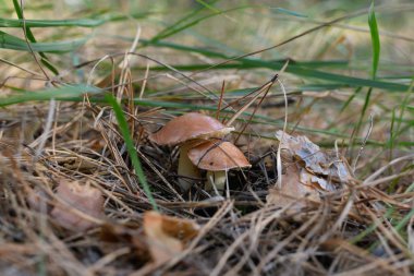 Kendi yerel büyüme ortamında yabani mantar.
