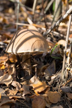 Kendi yerel büyüme ortamında yabani mantar.