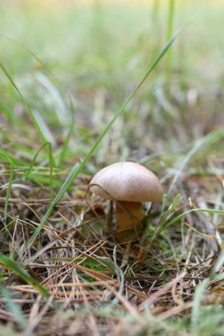 Kendi yerel büyüme ortamında yabani mantar.