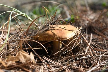 Kendi yerel büyüme ortamında yabani mantar.