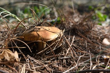 Kendi yerel büyüme ortamında yabani mantar.