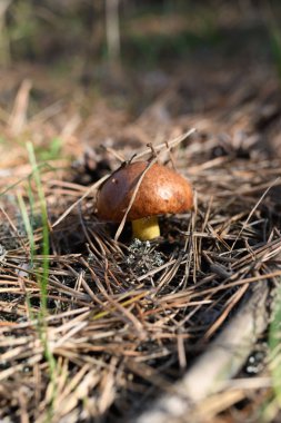 Kendi yerel büyüme ortamında yabani mantar.