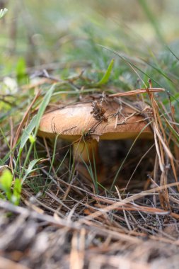 Kendi yerel büyüme ortamında yabani mantar.