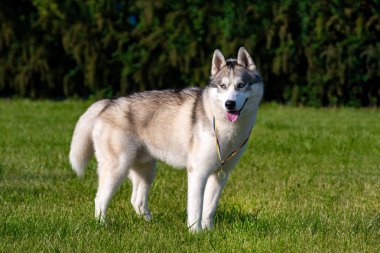 Yeşil çayır üzerinde beyaz Sibirya Husky