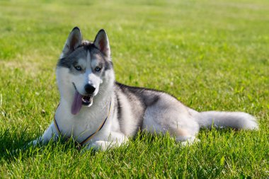 Yeşil çayır üzerinde beyaz Sibirya Husky