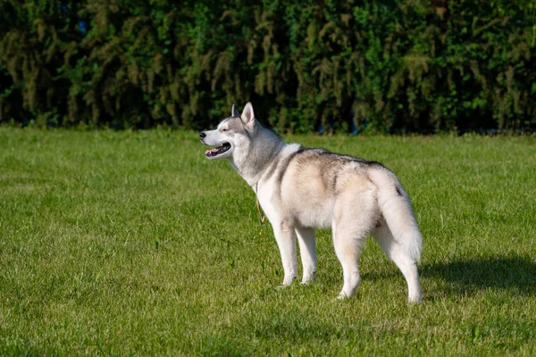 Husky Sibérien Blanc Sur Prairie Verte — Photo