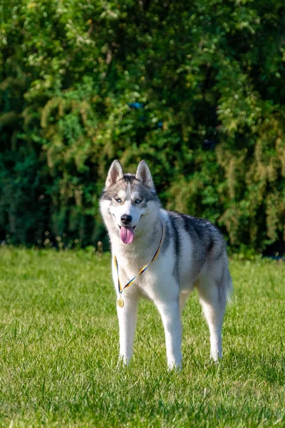 Yeşil çayır üzerinde beyaz Sibirya Husky