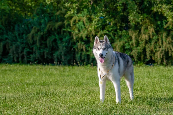 Yeşil çayır üzerinde beyaz Sibirya Husky