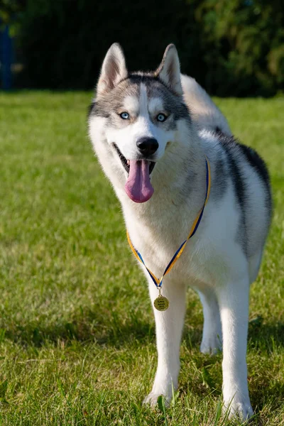 Yeşil çayır üzerinde beyaz Sibirya Husky