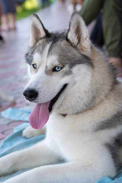 Yeşil çayır üzerinde beyaz Sibirya Husky