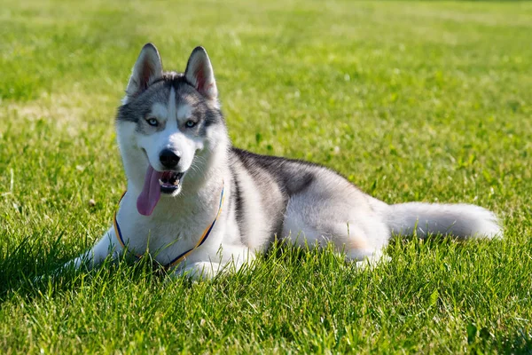 Husky Sibérien Blanc Sur Prairie Verte — Photo