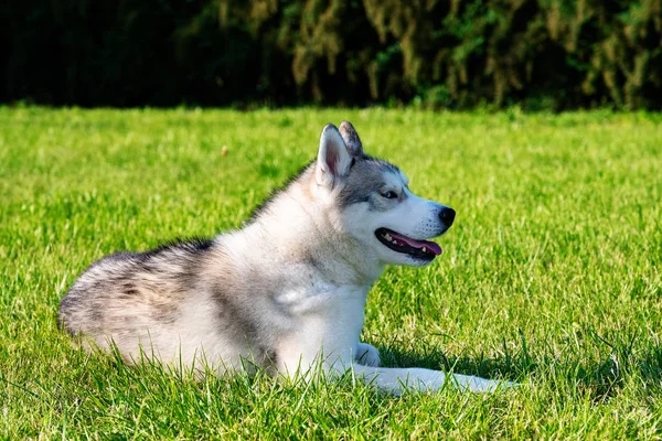 Vit Siberian Husky Den Gröna Ängen — Stockfoto