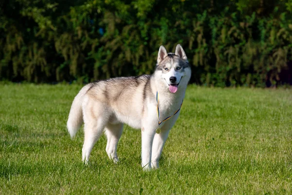 Husky Siberiano Blanco Prado Verde —  Fotos de Stock