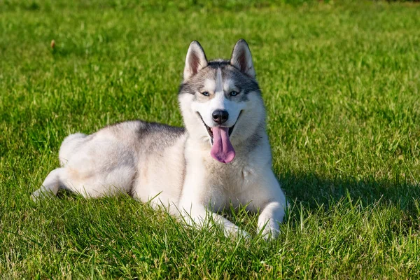 Yeşil çayır üzerinde beyaz Sibirya Husky