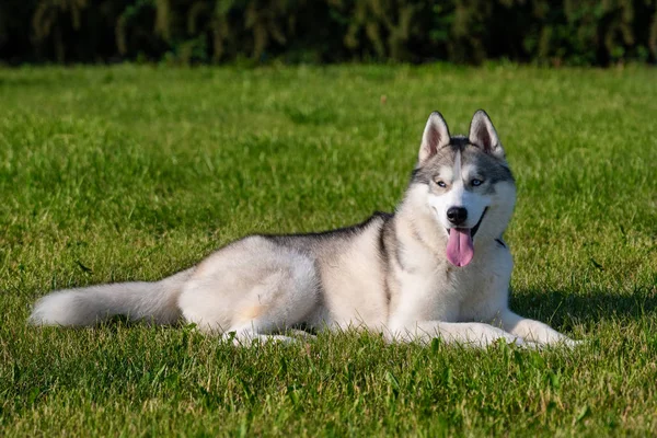 Husky Siberiano Blanco Prado Verde —  Fotos de Stock