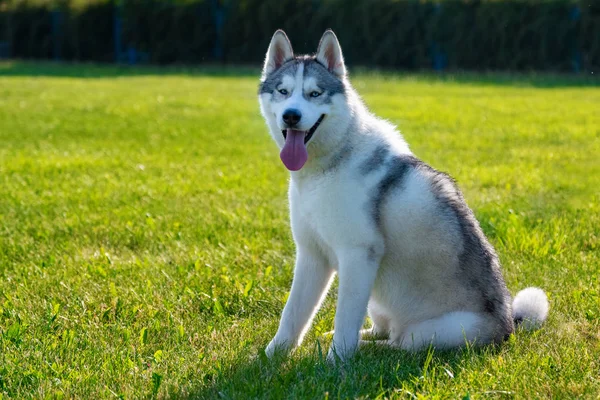 Husky Sibérien Blanc Sur Prairie Verte — Photo