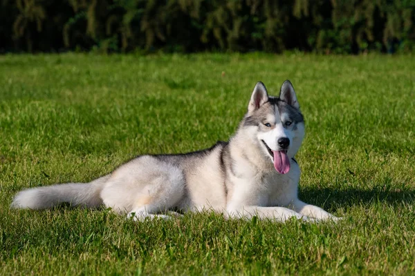 Yeşil çayır üzerinde beyaz Sibirya Husky