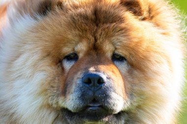 Kapalı bir portre chow chow köpek üreme imajı