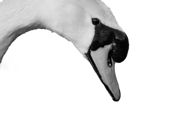 Retrato de un hermoso cisne blanco pájaro cygnus en una cabeza de estanque de agua tiro blanco y negro —  Fotos de Stock