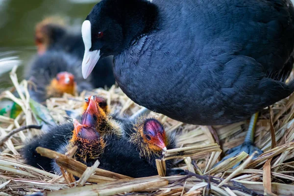 Πορτραίτο της μητέρας πουλιού που το ταΐζει νεοσσούς στη φωλιά υδρόβιων πτηνών — Φωτογραφία Αρχείου