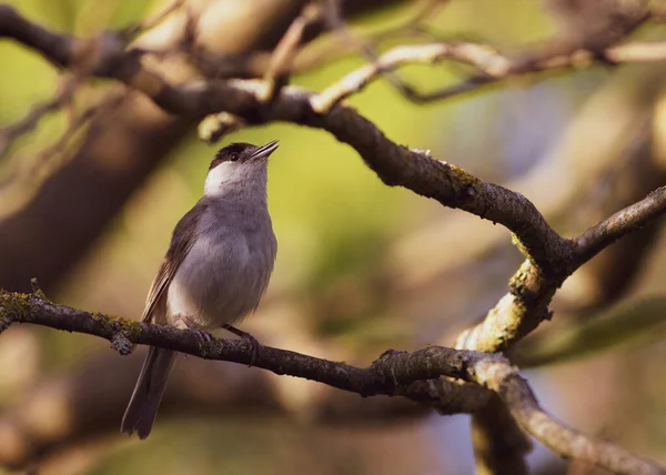 northern wheater small bird on a tree bark portrait close up