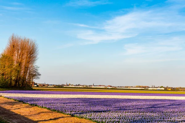 Hollanda manzara fotoğrafında mor lavanta çiçeği tarlası