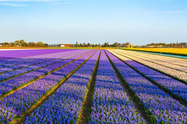 Hollanda manzara fotoğrafında mor lavanta çiçeği tarlası