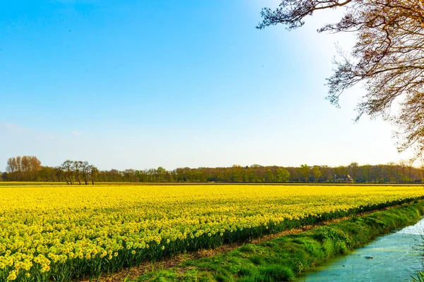 Güzel Narcissus Hollanda 'daki çiçek tarlasında çiftçilik yapıyor.