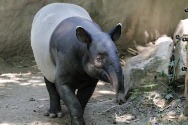 Güney Amerika 'da egzotik memeli Tapir ve hayvan gibi Asya domuzu bulundu.
