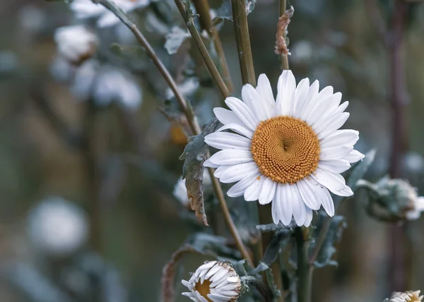 Lever de soleil fleur de marguerite sauvage par une journée nuageuse à la fin du printemps fleur — Photo