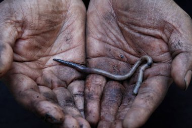 Çamurlu toprak üzerinde toprak solucanı. İşçi işçisinin elleri. Yaklaş.