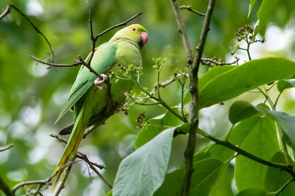Hermoso pájaro perico verde salvaje en rama de árbol y hojas verdes —  Fotos de Stock