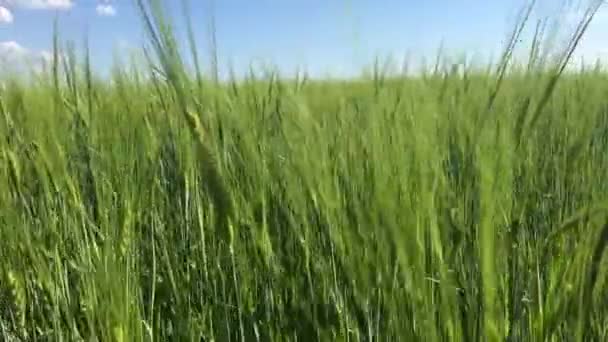 L'herbe verte se balance 