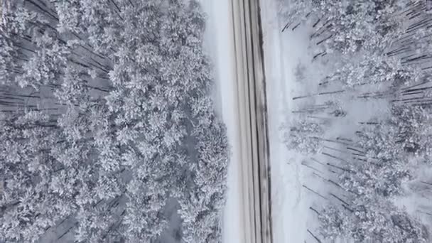 포리스트는 동일한 방향에서 자동차 여행에로 Quadcopter 천천히 날아간 소나무의 — 비디오