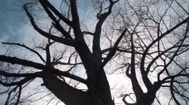 Büyük dallı ağaç, bulutlu gökyüzü, gün batımı, doğa, seyahat, bahar günü.