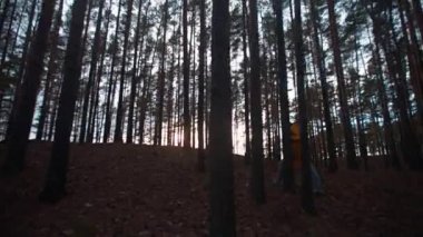 Kamera sorunsuz gün batımı yönünde bir tepe boyunca yürüyen sarı ceketli bir kız için ağaç tepelerinden iner. Göl, çam, seyahat, doğa tarafından ormanda geç ilkbahar.