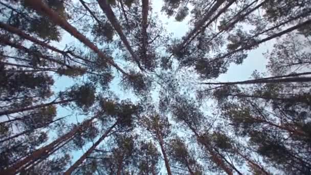 Голубое Небо Камера Снимает Верхушки Деревьев Перемещается Между Стволами Деревьев — стоковое видео