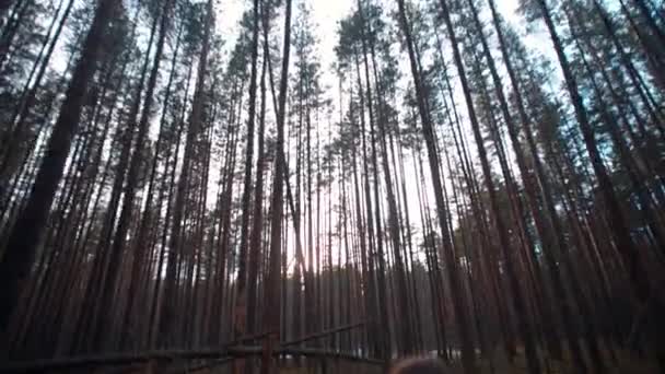 Девушка Желтой Куртке Капюшоном Сосновом Лесу Пробирается Сквозь Сломанные Деревья — стоковое видео