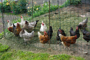 Tavuk dışında farklı türü