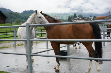 İki at dışında oynarken