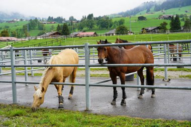 İki at dışında kalan
