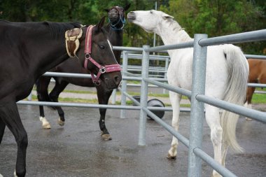İki at dışında oynarken